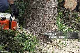  Union City, OK Tree Services Pros