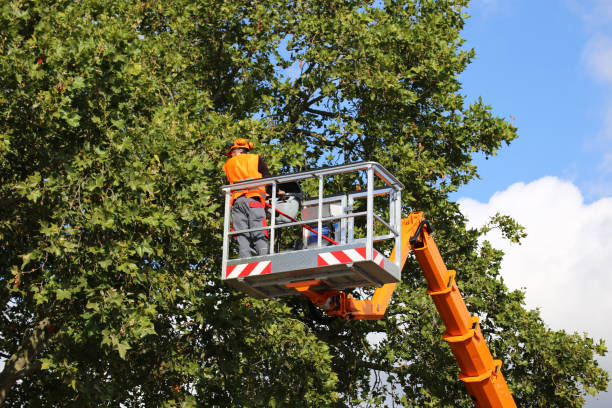 Best Tree Health Inspection  in Union City, OK