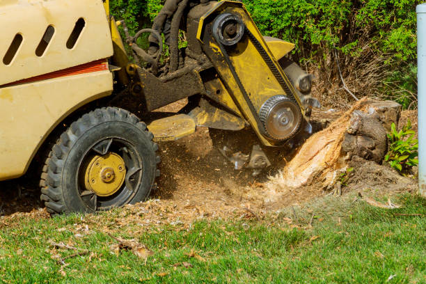 Best Tree Removal  in Union City, OK