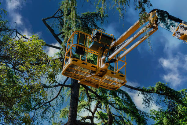 Best Tree Maintenance Programs  in Union City, OK