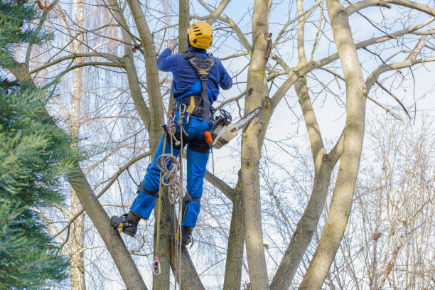 Best Utility Line Clearance  in Union City, OK