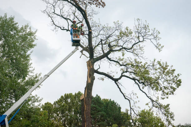 Best Emergency Tree Removal  in Union City, OK