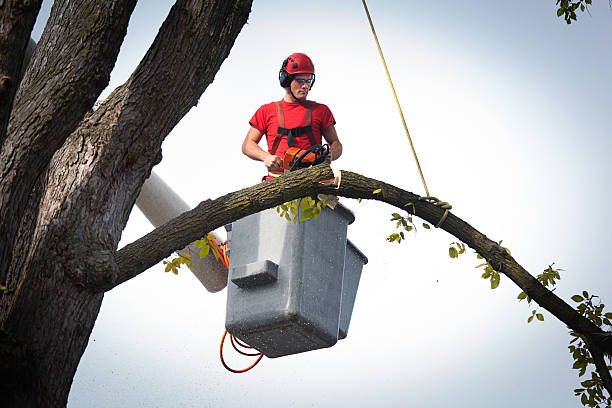 Reliable Union City, OK Tree Services Solutions