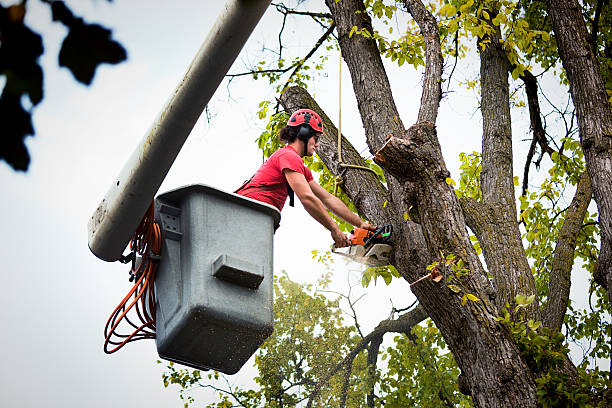 Best Hazardous Tree Removal  in Union City, OK