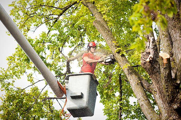 Best Tree Disease Treatment  in Union City, OK