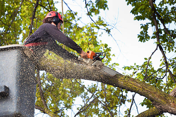 Best Tree Mulching  in Union City, OK